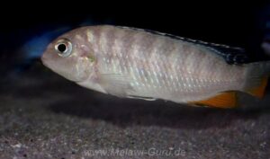 Tropheops sp. 'red fin' Mara Rocks